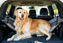 The Best Back-Seat Hammocks and Cargo Barriers for Muddy Adventure Dogs gear for muddy dogs