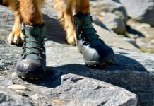 How to Protect a Dog’s Paws on Sharp Scree and Talus Fields paw protection on rocks