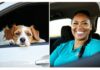 Pet Nanny Courier vs. Cargo Shipping: Cost and Safety Compared pet shipping cost comparison