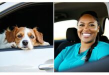 Pet Nanny Courier vs. Cargo Shipping: Cost and Safety Compared pet shipping cost comparison