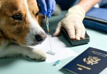 How to Choose an ISO 11784/11785-Compliant Microchip Before Traveling pet travel microchip standards