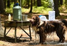 Building a Portable Rinse Station to Clean a Filthy Dog at Camp portable dog rinse station