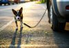 Preventing Dog Theft at Highway Rest Stops and Trailhead Lots protect pets from theft