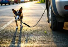 Preventing Dog Theft at Highway Rest Stops and Trailhead Lots protect pets from theft