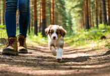 Hiking With a Puppy: Protecting Growth Plates Until They Close protect puppy growth plates