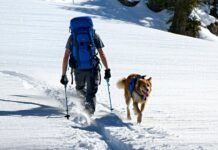 Postholing and Snow Travel: Keeping a Dog Safe in Deep Powder safety in deep snow