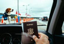 Crossing the US-Canada Border by Car With a Dog: Documents and Delays traveling with pet documents