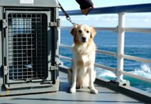 How to Take a Dog on a Car Ferry: Cabin, Kennel, and Deck Rules traveling with pet rules