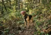 Off-Trail Bushwhacking: Paw and Eye Protection When There’s No Trail at All Featured/hero image — Off-Trail Bushwhacking: Paw and Eye Protection When There's No Trail at All